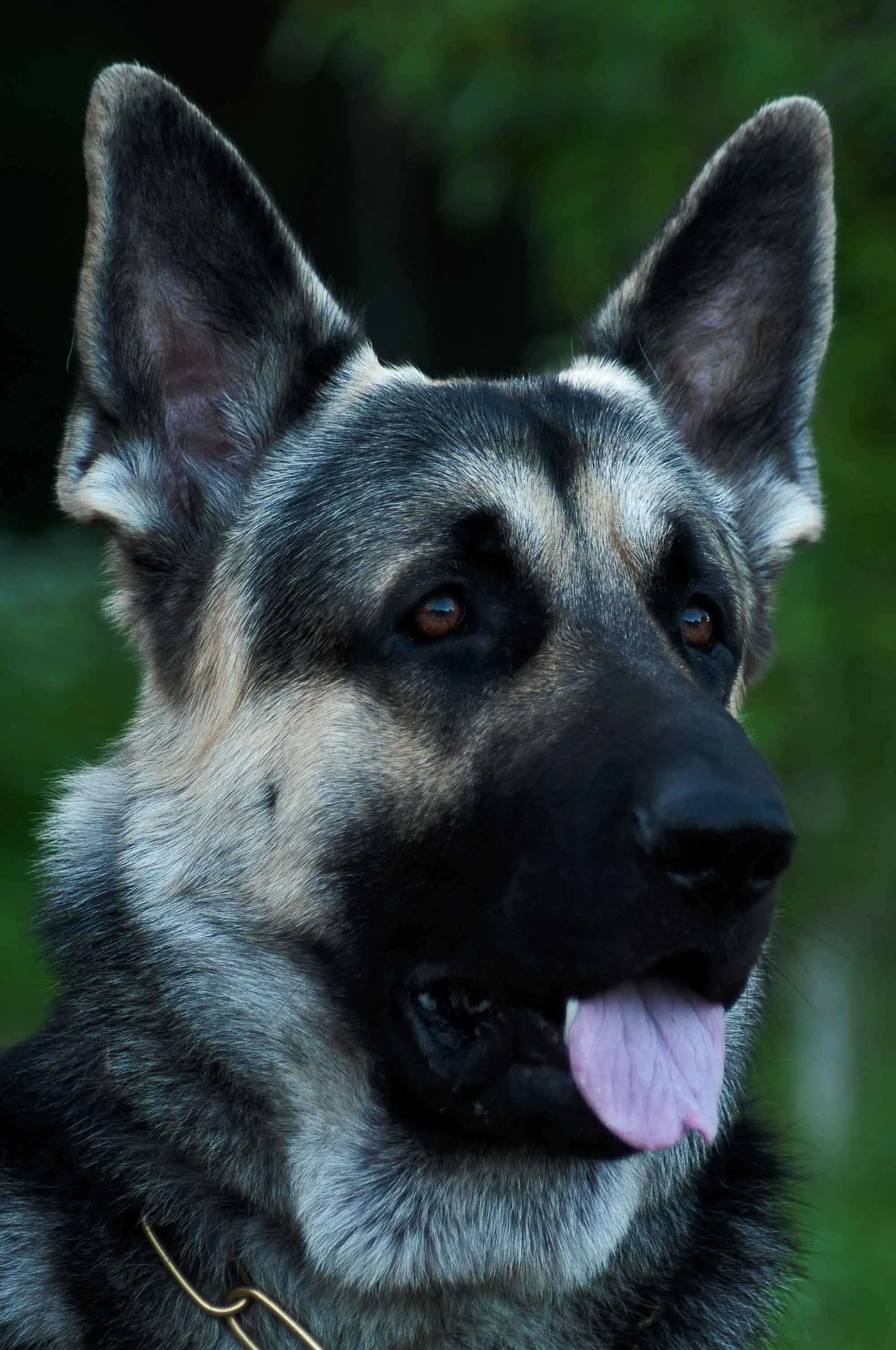 Breed Origin