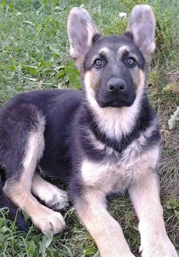 Breed Appearance