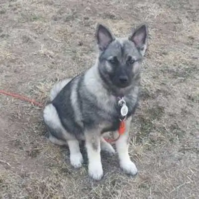 Elk-Kee dog breed.