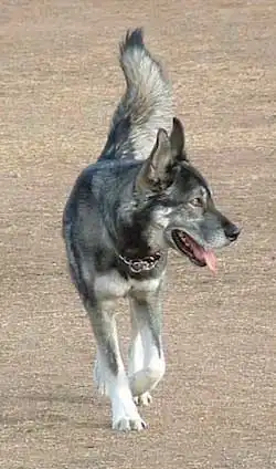 Breed Origin