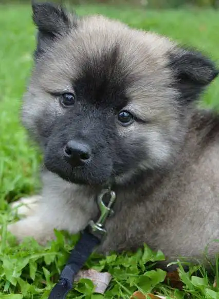 Breed Appearance