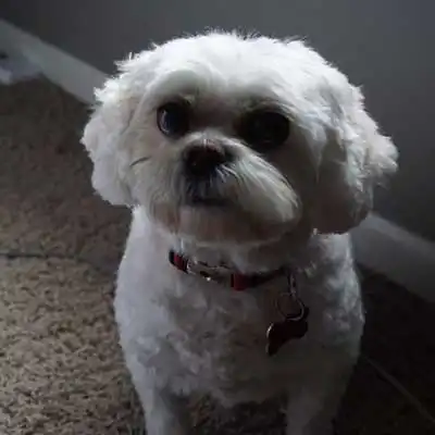 Eng-A-Poo dog breed.
