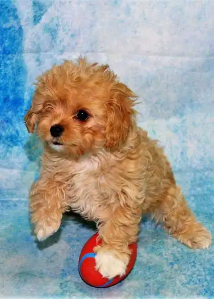 Breed Origin