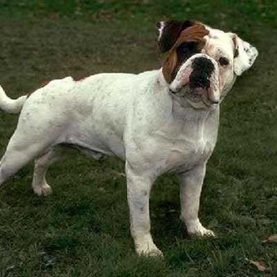 Bulldog Inglese-Americano