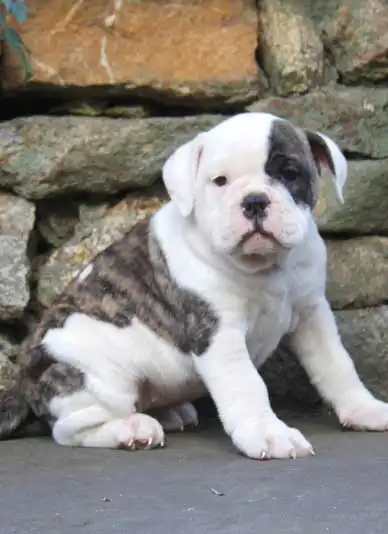 Origem & História do Buldogue Americano Inglês