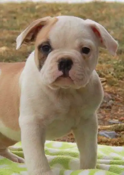 Aparência do Buldogue Americano Inglês