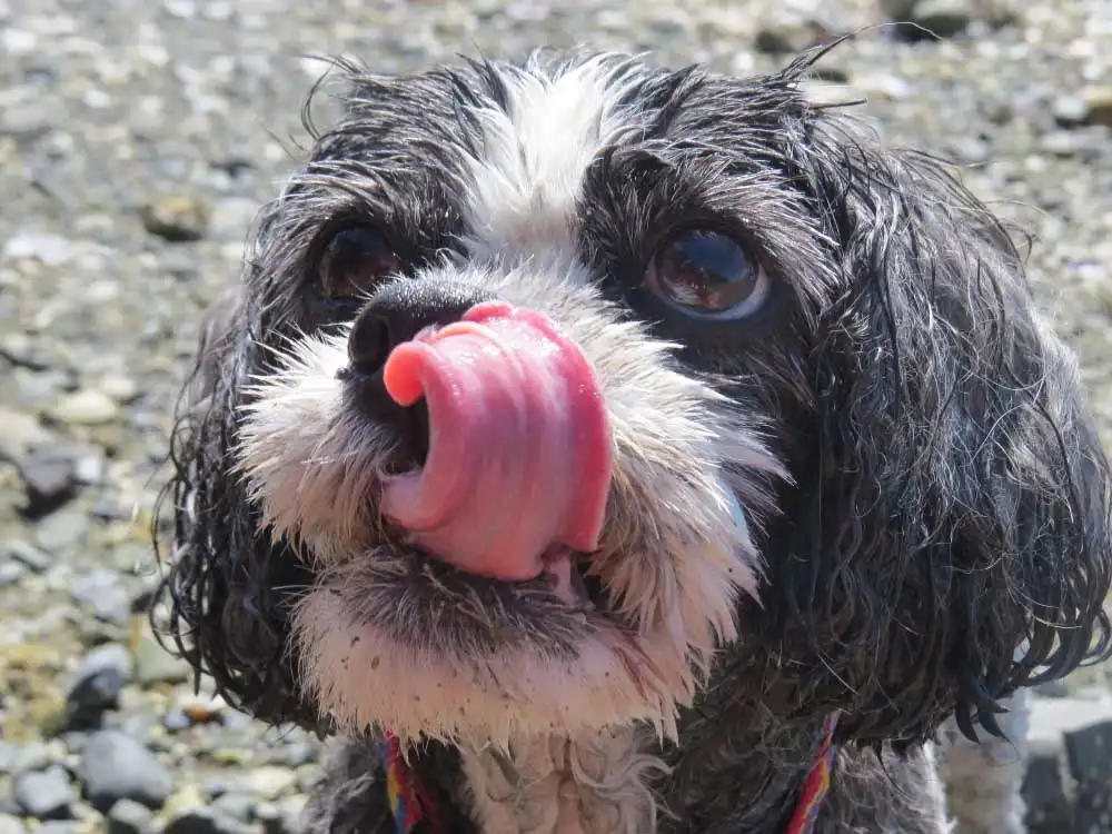 Engatzu Spaniel