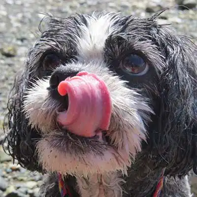 Engatzu Spaniel dog breed.