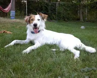 English Borsetter Collie