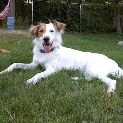 Collie Borsetter inglés