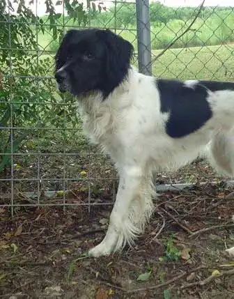 Breed Appearance