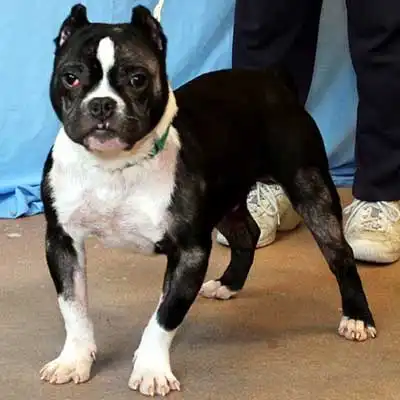 English Boston-Bulldog