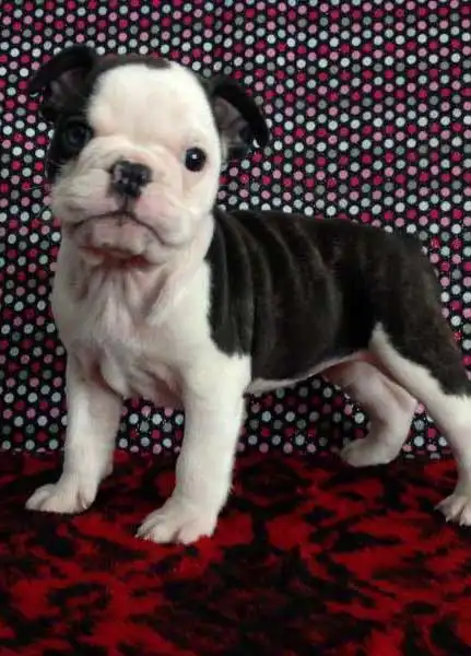 Breed Appearance