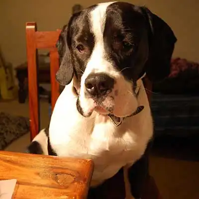 English Bull Springer dog breed.
