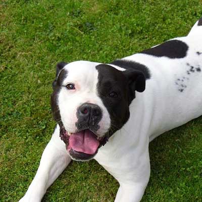 English Bull Staffy
