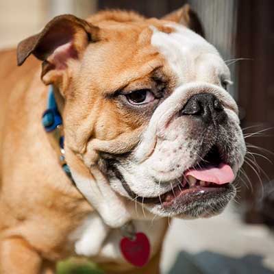 Bulldog inglés