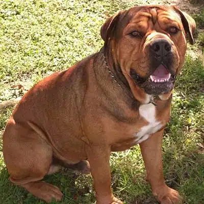 English Bullweiler dog breed.
