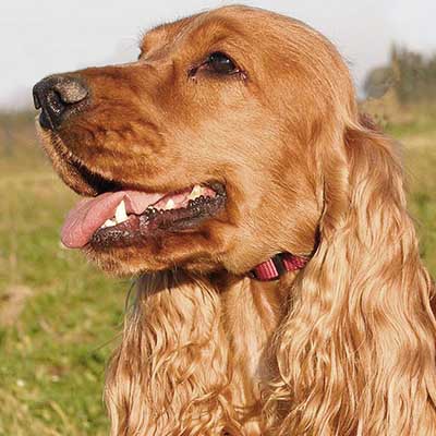 English Cocker Spaniel
