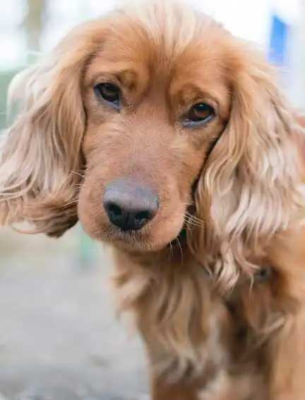 Breed Origin