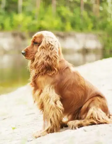 Breed Appearance