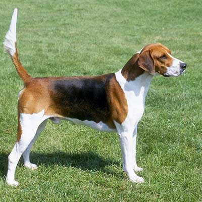 English Foxhound