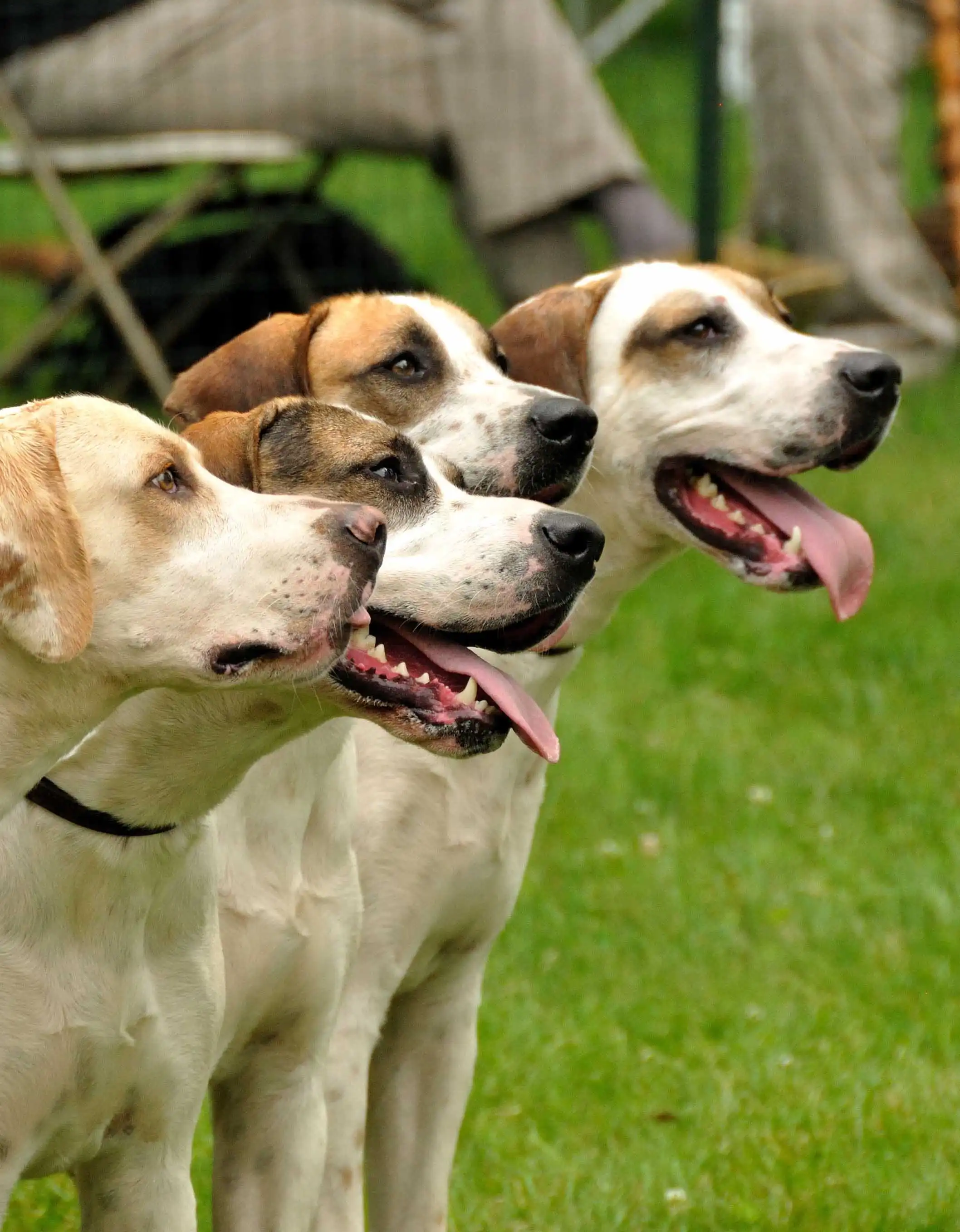 Breed Origin