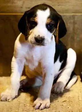 Breed Appearance