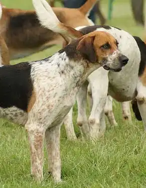 Behavior & Temperament