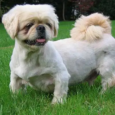 English Lhasa Bull dog breed.
