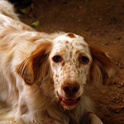 Setter Inglés