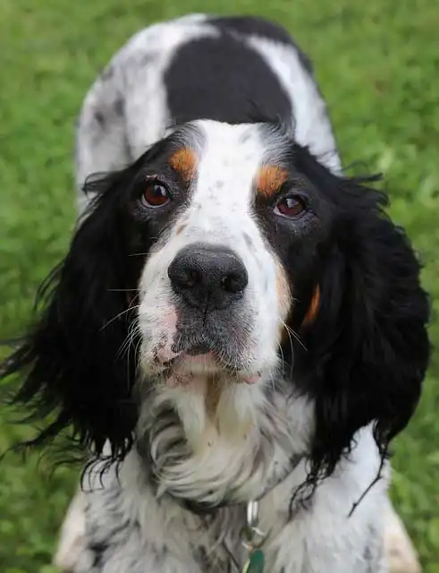 Apariencia de la raza