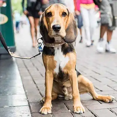English Speagle dog breed.
