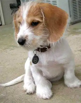 Breed Origin
