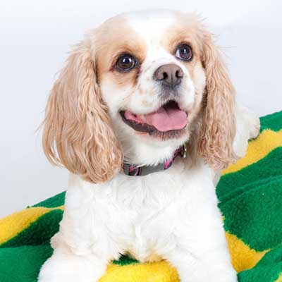 English Toy Cocker Spaniel