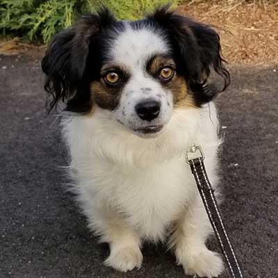 English Toy Papillon