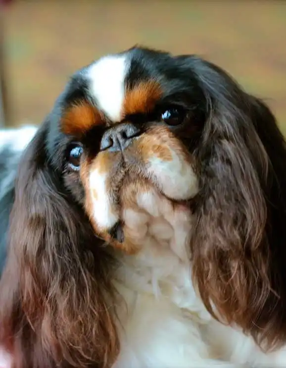 Origem & História do King Charles Spaniel