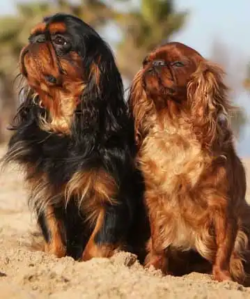 Aparência do King Charles Spaniel