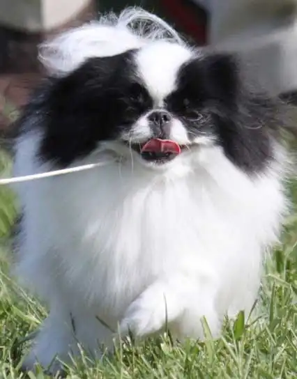 Cuidados & Rotina do King Charles Spaniel