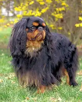 Temperamento & Personalidade do King Charles Spaniel