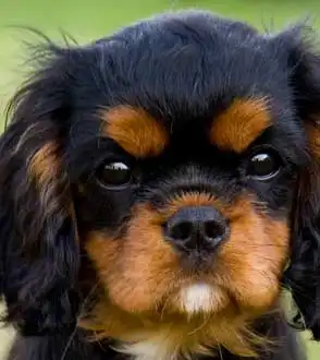 Necessidade de Exercícios do King Charles Spaniel