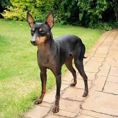 イングリッシュ・トイ・テリアの犬種情報。
