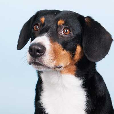 Entlebucher
