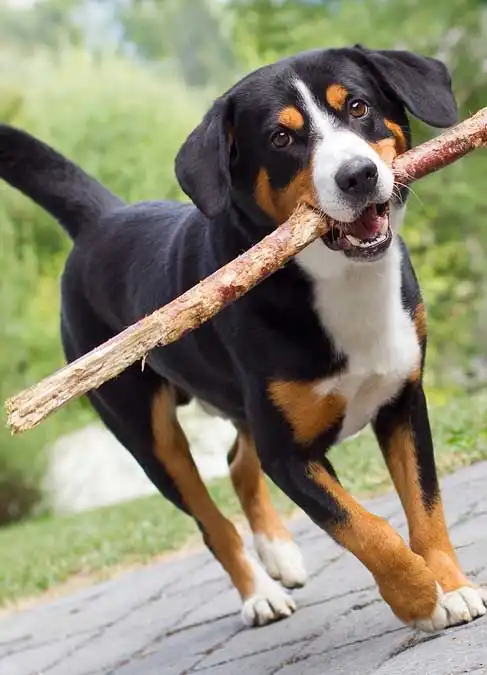 Breed Origin