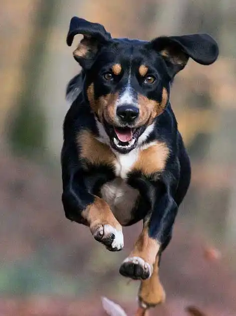 Breed Appearance
