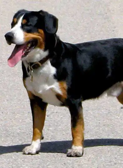 Behavior & Temperament