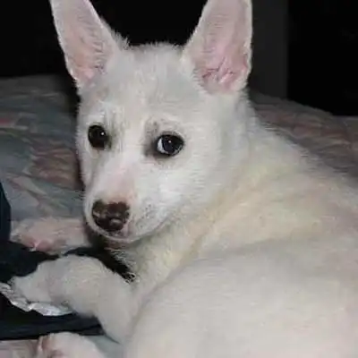 Eskenji dog breed.