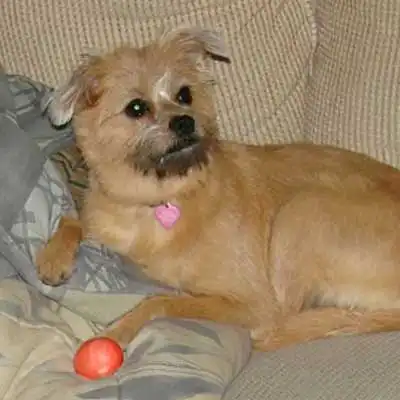 Eskifon dog breed.