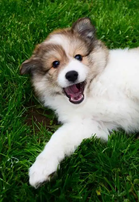 Breed Origin