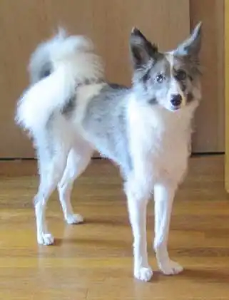 Breed Appearance