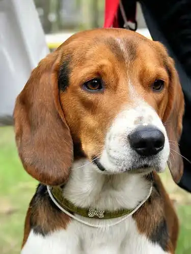 Breed Origin